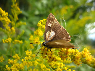 有蝴蝶和植物花上的昆虫背景图片