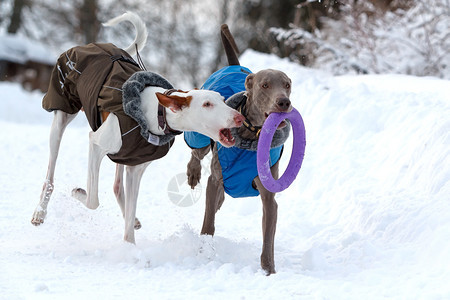 Weimaraner和ibzan猎犬狗在雪图片