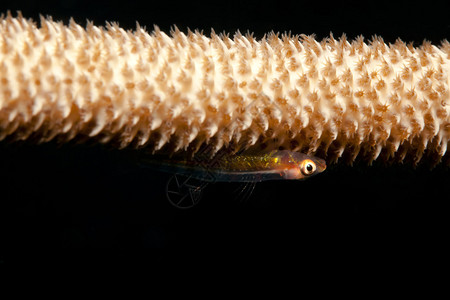 抹珊瑚上的小虾虎鱼图片