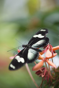 花园里花上一只黑蝴蝶的特写图像图片