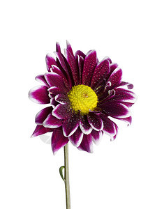 紫雏菊花与水滴的特写图片