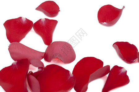 一个散落的红玫瑰花瓣图片