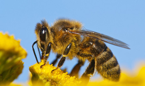 黄色花授粉的蜜蜂细节图片