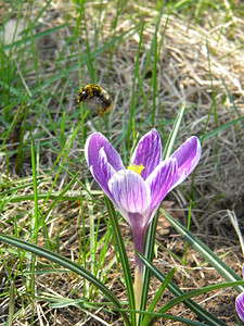 一只从花上跳下来的大黄蜂图片