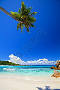 大石头和棕榈树的梦幻海景塞舌图片
