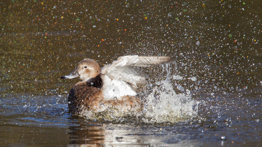 单鸭在洗身溅水背景图片