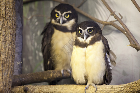 两个非洲猫头鹰挂在动物图片