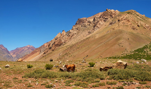 安第斯山脉的山谷牛吃草阿图片