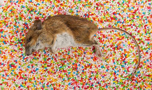 死老鼠躺在糖果装饰上图片