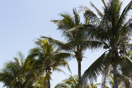 热带气候中的椰子树图片