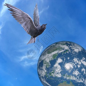 鸽子飞过地球蓝天和云彩背景图片