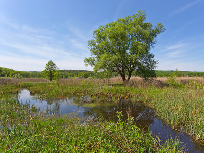 草原沼泽上的绿树图片