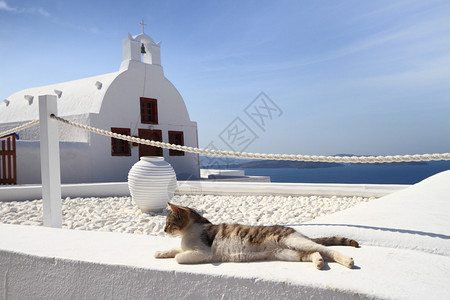 圣托里尼岛古典教堂前的猫图片