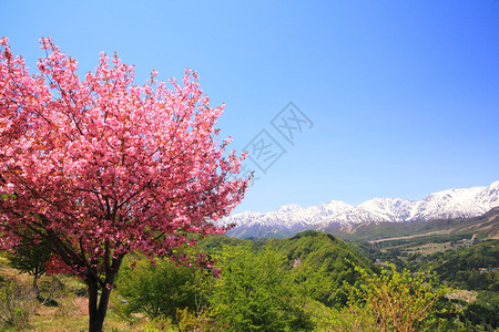 樱树和日本阿尔卑斯图片