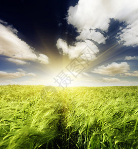 绿色麦田和蓝天白云图片