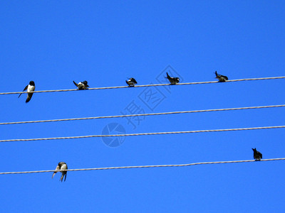 电线上的燕子链图片