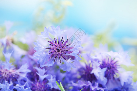 蓝色背景上美丽的矢车菊花束图片