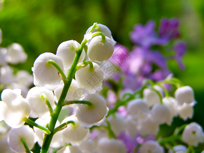 铃兰和丁香花束图片