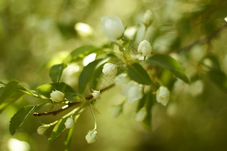 苹果树的分支白花图片