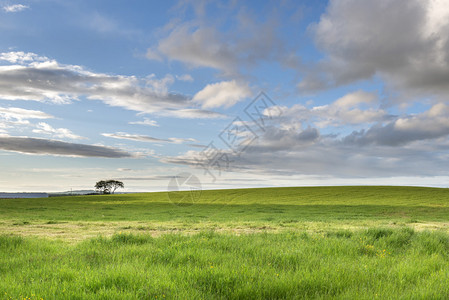 夏季时的绿色田野和蓝色多云的天空图片