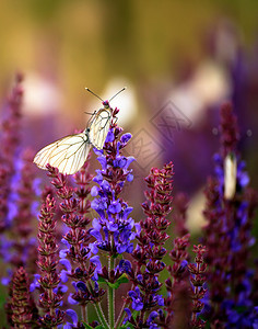 紫色野春花上的许多蝴蝶图片
