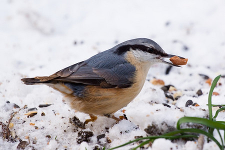 冬天在喂食地的Nuthatch在图片