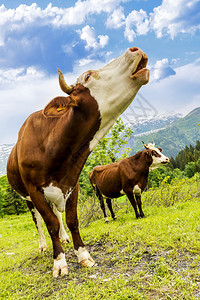 福窗花奶牛法国大山的农场动物阿本登斯赛马牛背景