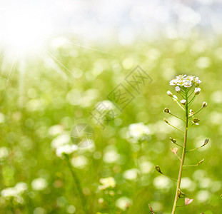 春季或夏季抽象季节自然背景有图片