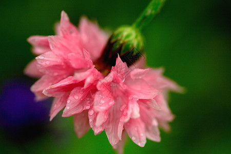 雨后的粉色康乃馨图片