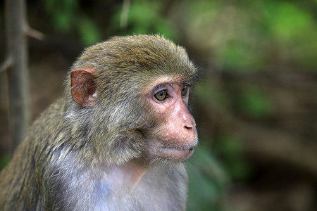 猴子的肖像的猴子公园图片