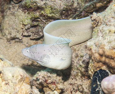在热带珊瑚礁上游于水下游泳的辣椒图片