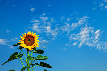 蓝天白云为背景的向日葵照片图片