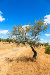 橄榄树种植园景观图片