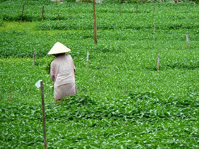 农民在越南会安辛勤工作图片