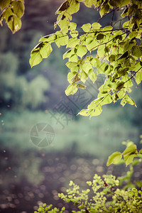初升的阳光下的白桦树叶背景图片