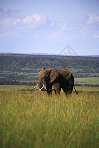 肯尼亚非洲MasaiM图片