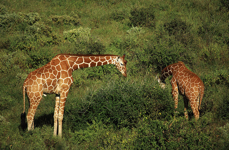 肯尼亚非洲Samburu两只图片