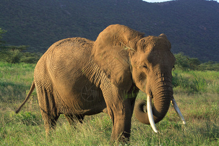 非洲肯尼亚大象吃草图片