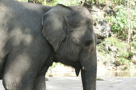 亚洲大象图片