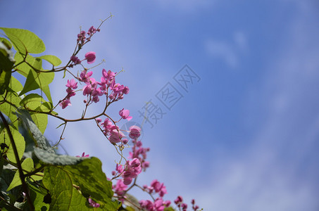 粉花与天空图片