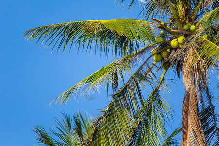 椰子棕榈顶部图片