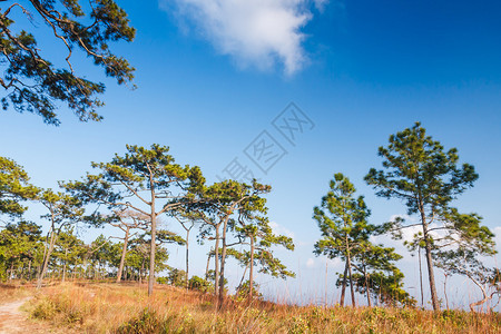 高山树木和蓝天森林图片