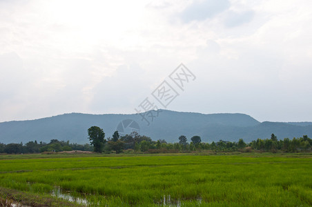 泰国的农民和稻田背景图片
