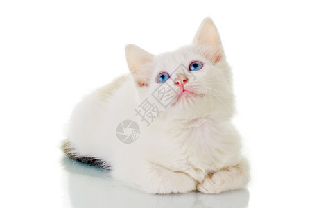可爱的白猫图片