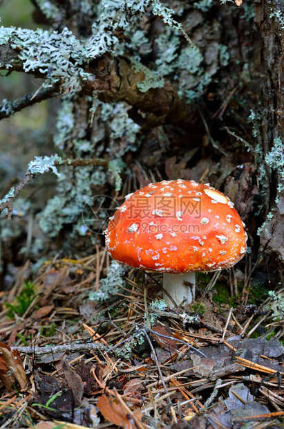 Agaric蘑菇图片