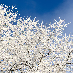 冬天树上的白霜图片