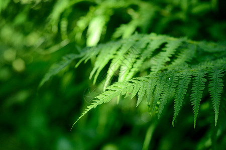 蕨类植物特写在森林里图片