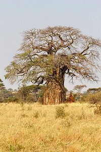 非洲热带草原中的BaobabAdansoniad图片