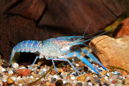 多彩澳大利亚蓝色小龙虾红螯螯虾在水族馆图片