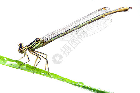在草的蓝色蜻蜓om白色背景图片